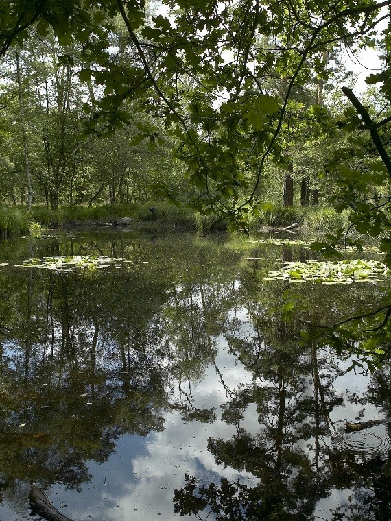 MARE AUX CANES ST GERMAIN